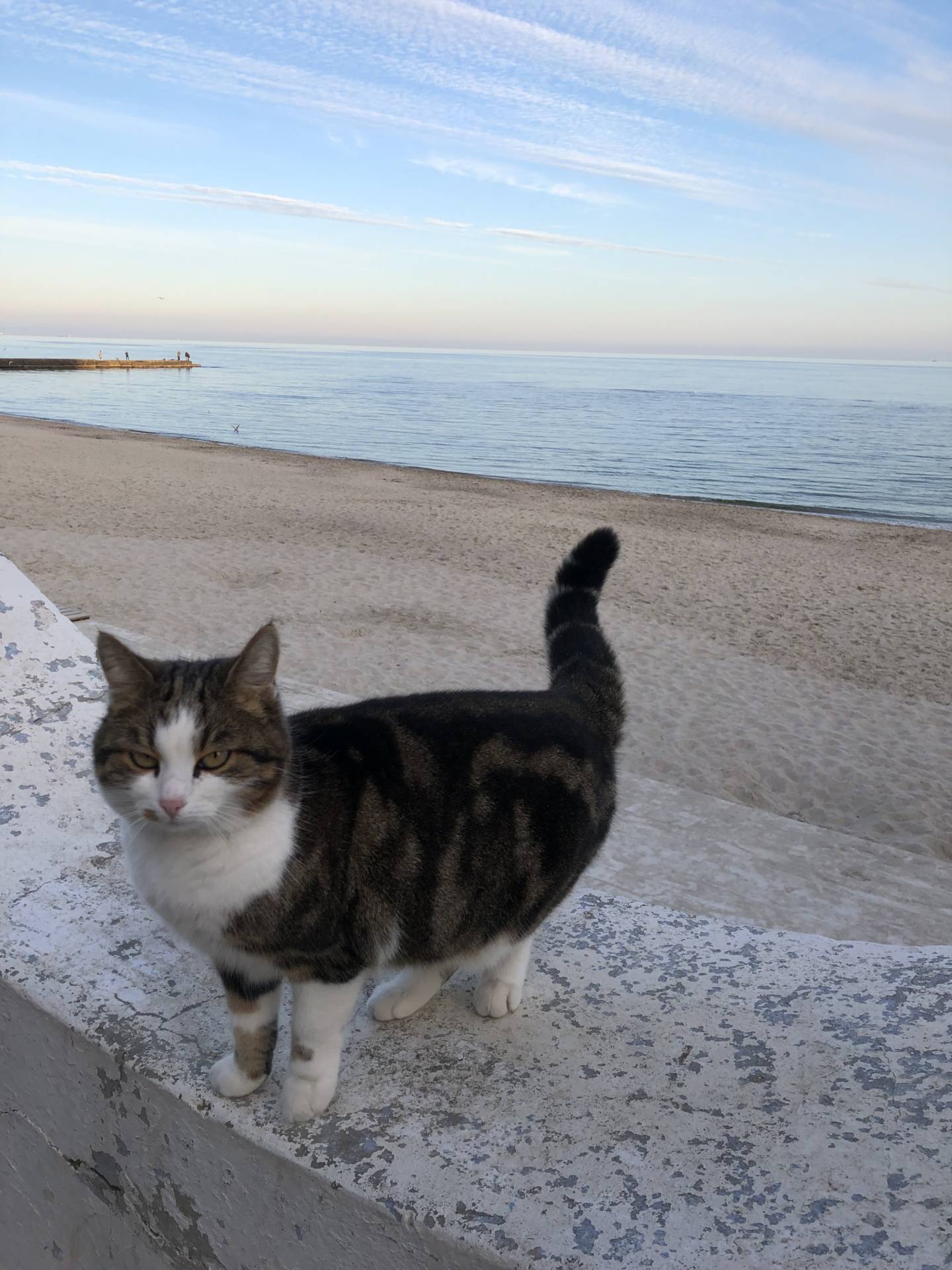 Odesa, Odesa Oblast 06:17 PM cat 😼